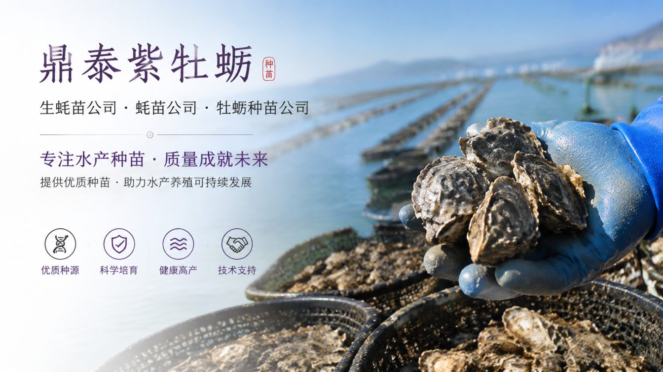 淮北为南北养殖场提供三倍体生蚝苗方案